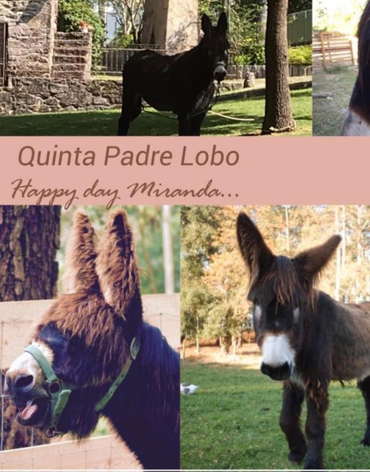 Quinta Padre Lobo Pensionat Santa Maria da Feira Exteriör bild