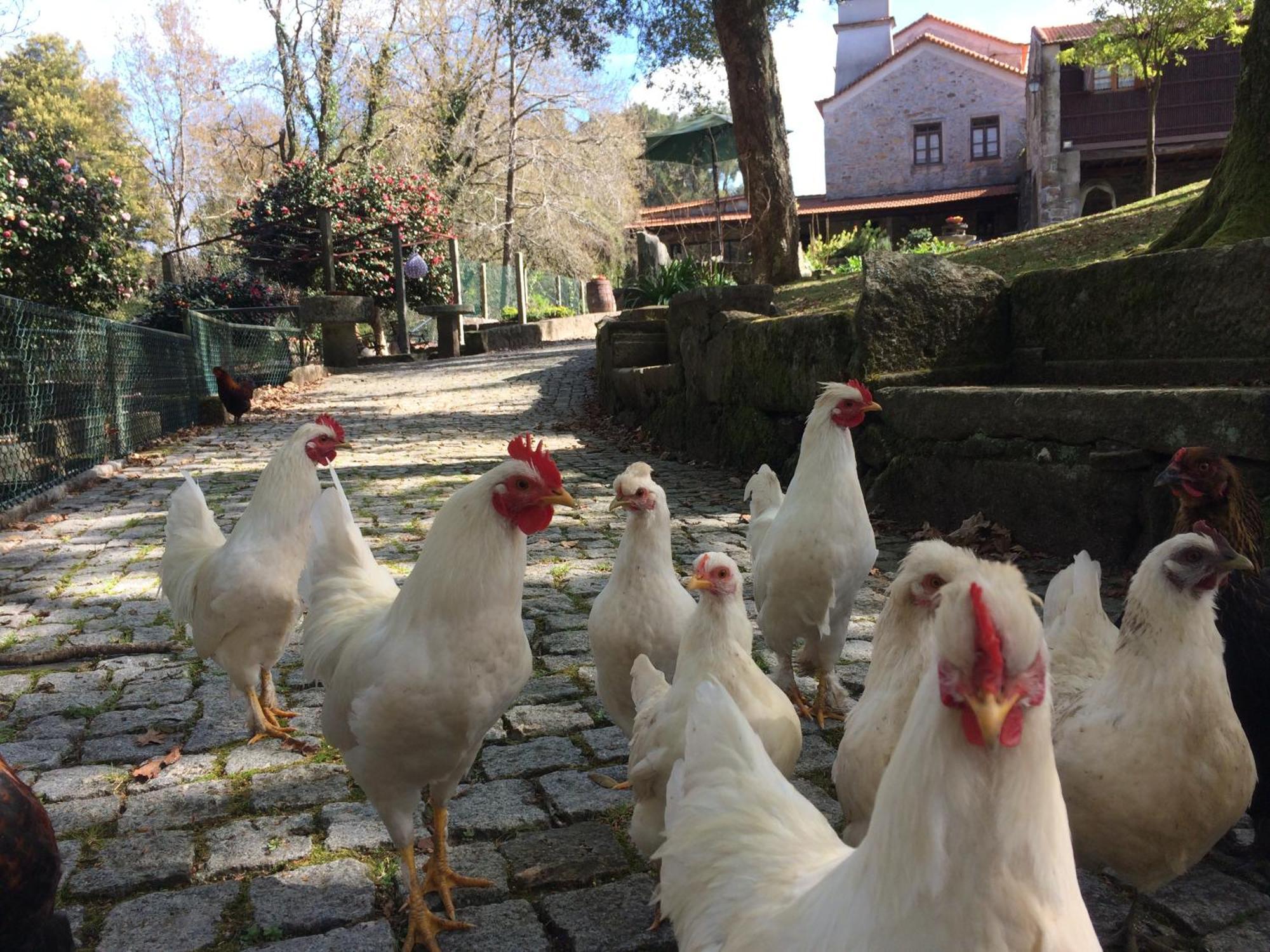Quinta Padre Lobo Pensionat Santa Maria da Feira Exteriör bild